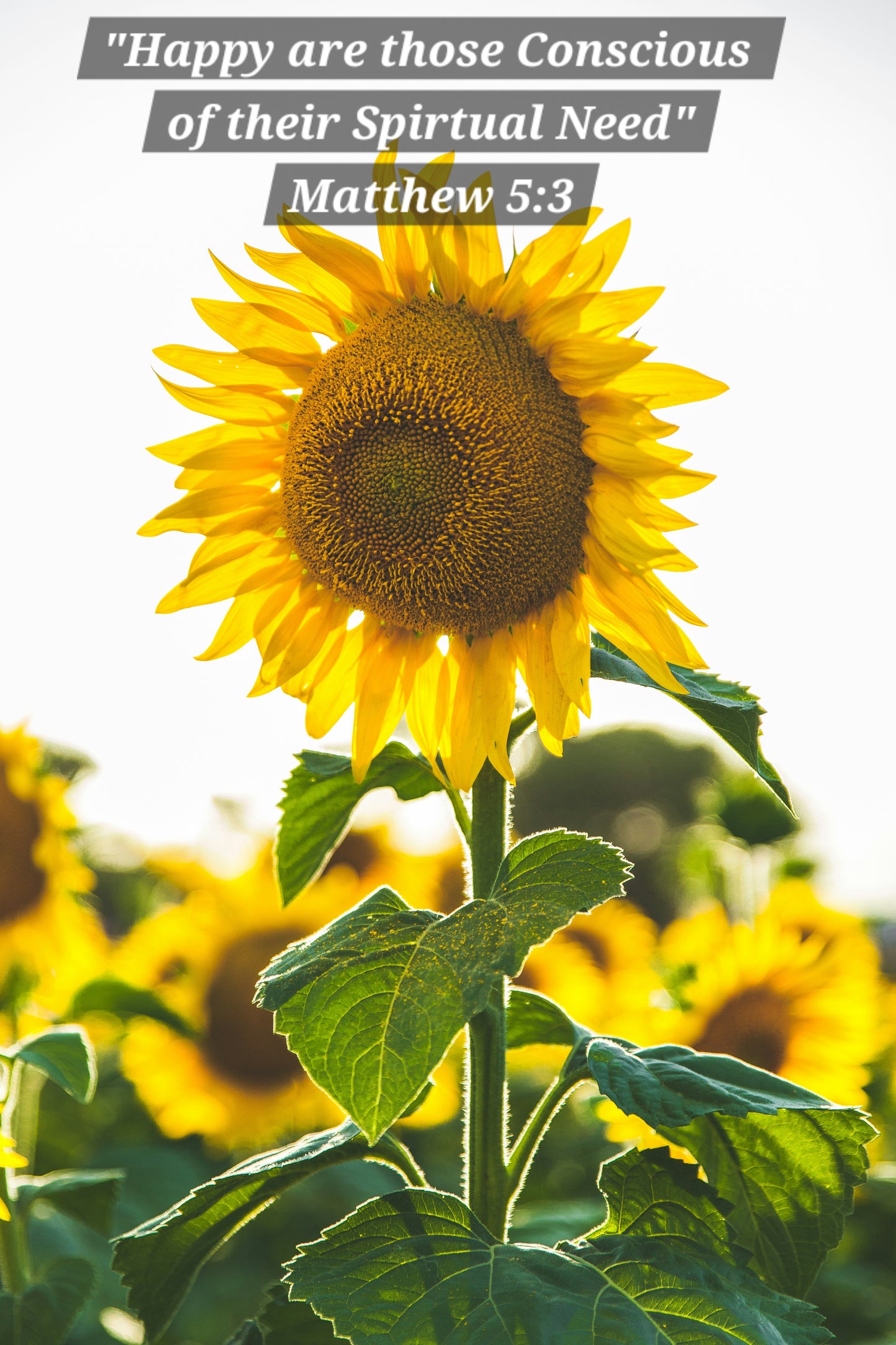 FREE JW PRINTABLE 2026 YEAR'S TEXT: "Happy are those conscious of their spiritual need." Matt 5:3