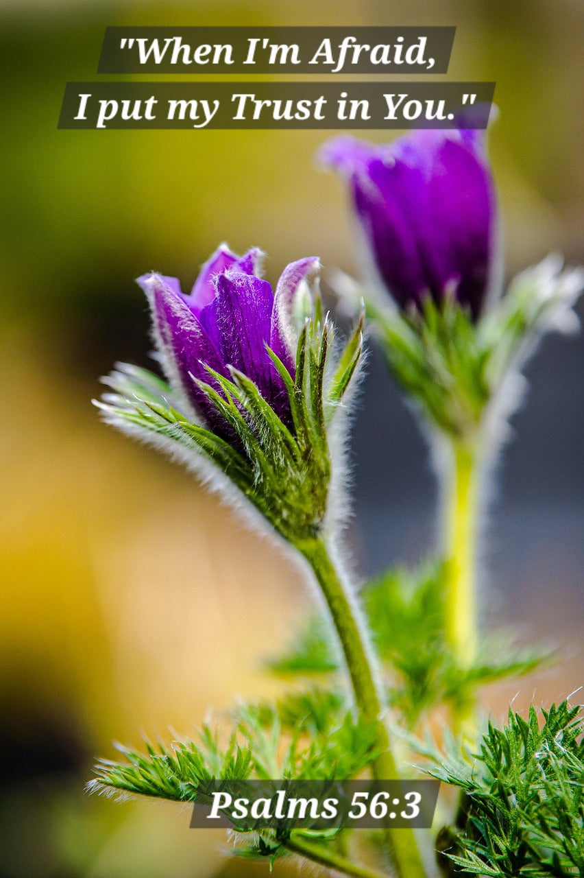 FREE JW PRINTABLE: When I'm Afraid, I Put My Trust in You. Psalms 56:3